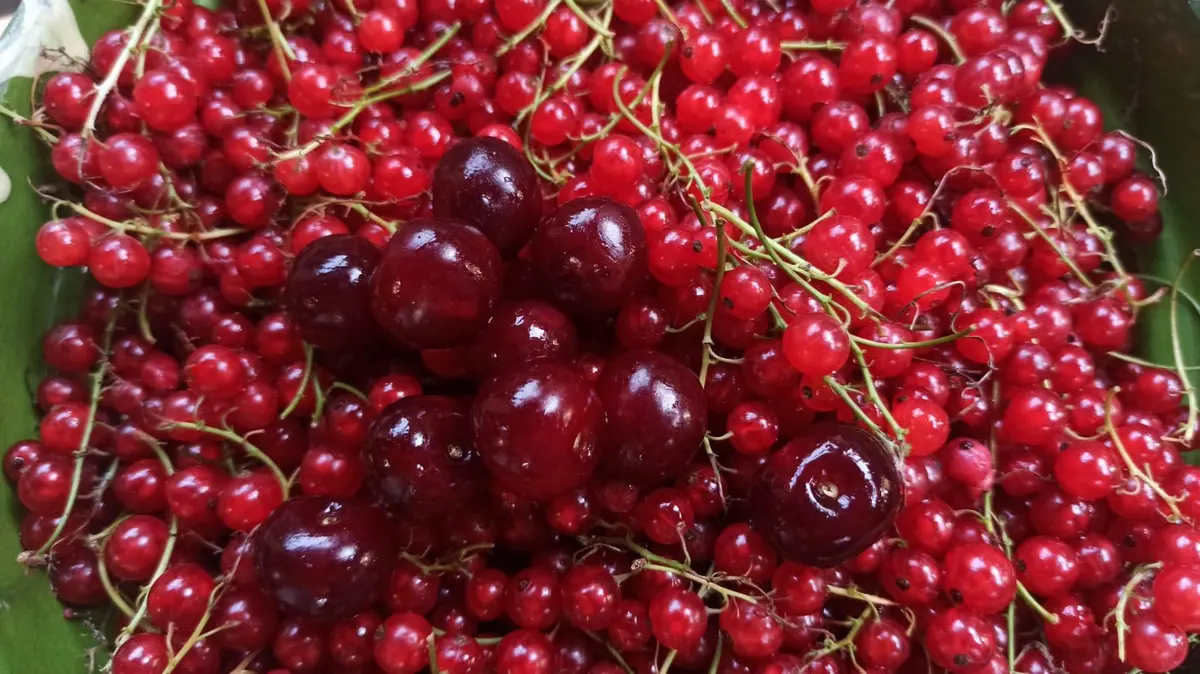 Fructe proaspete culese pe loc